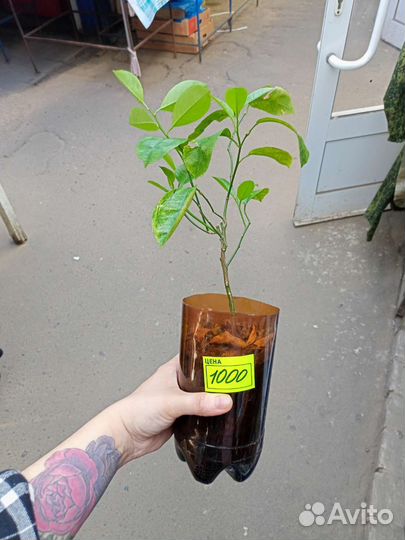 Лимонное дерево