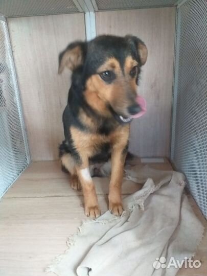 Маленькая собачка