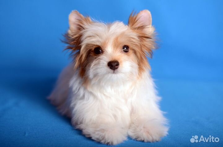 Мини мальчик цветного йорка