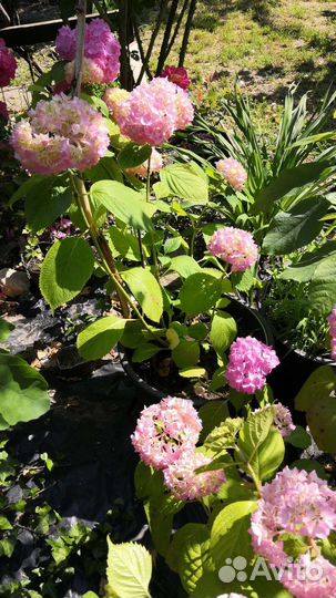 Гортензия метельчатая, древовидная