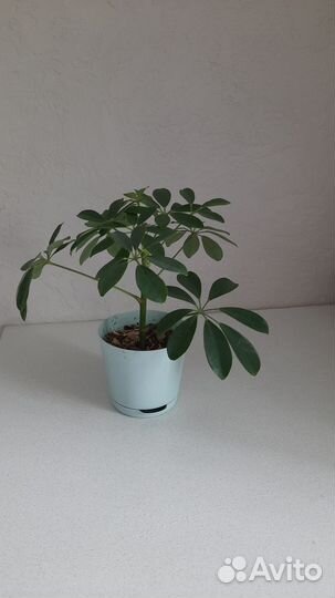 Комнатные растения