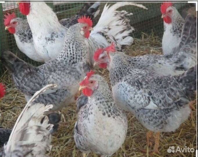 Инкубационное яйцо