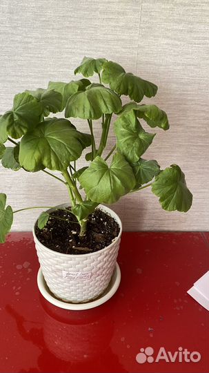 Пеларгония герань, розочки