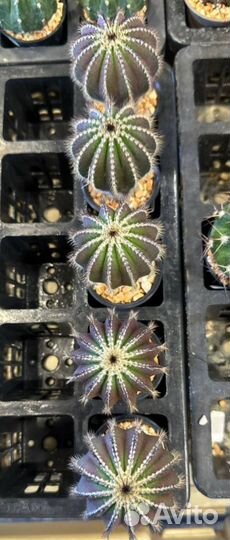 Юбельмания пектинифера на своих корнях