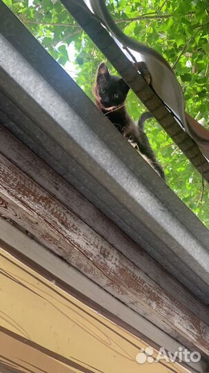 Котенку с крыши нужна помощь и семья