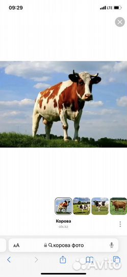 Корова стельная