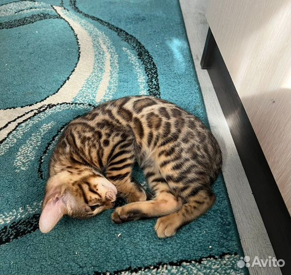 Бенгальская кошка