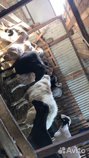 Стригу овец