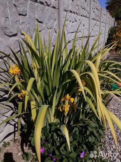 Ирис полосатый болотный