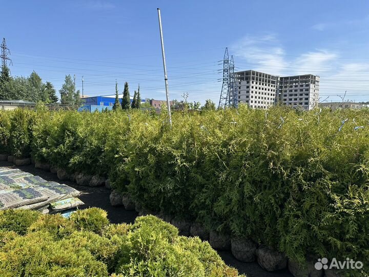 Туя Брабант