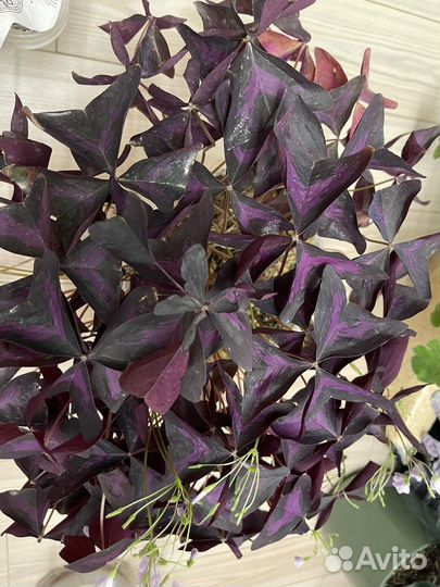 Кислица оксалис- цветок бабочка