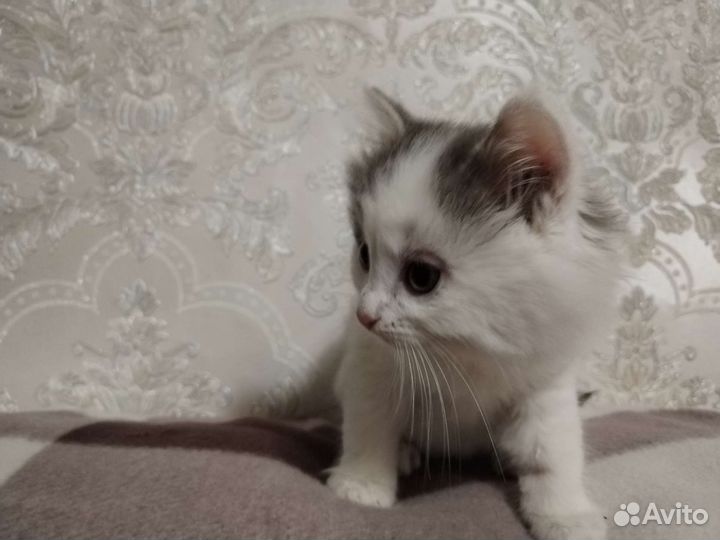 Кошки в добрые руки бесплатно