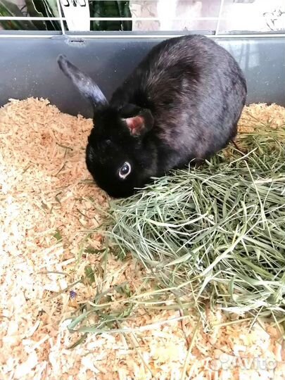 Кролик декоративный