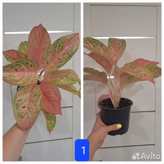 Аглаонема Бидадари