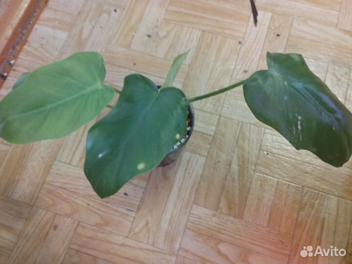 Филодендрон эванса