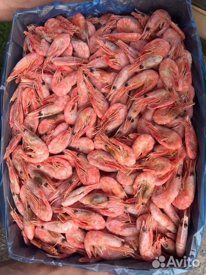 Креветки северные 90/120