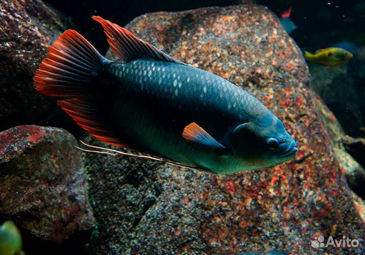 Гурами гигантский краснохвостый (Osphronemus lati