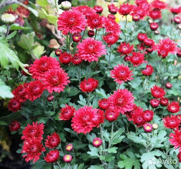 Хризантема мультифлора