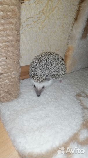 Африканский ежик