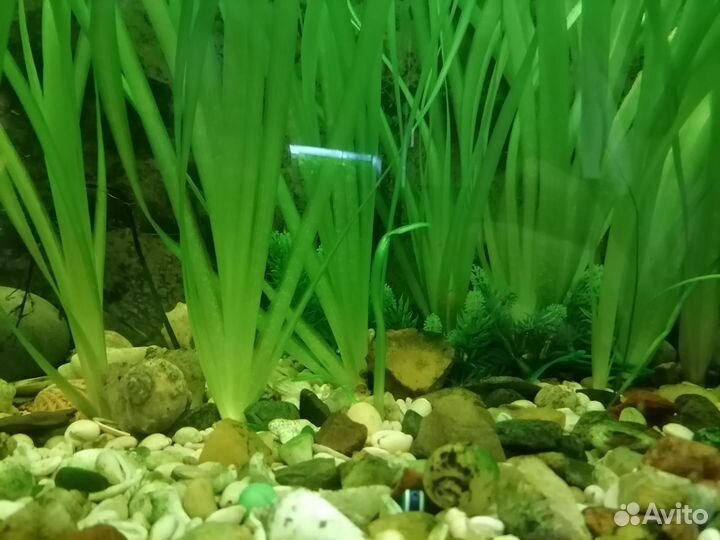 Водоросли для аквариума