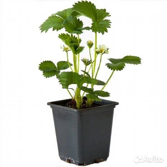 Саженцы клубники сорта Теа