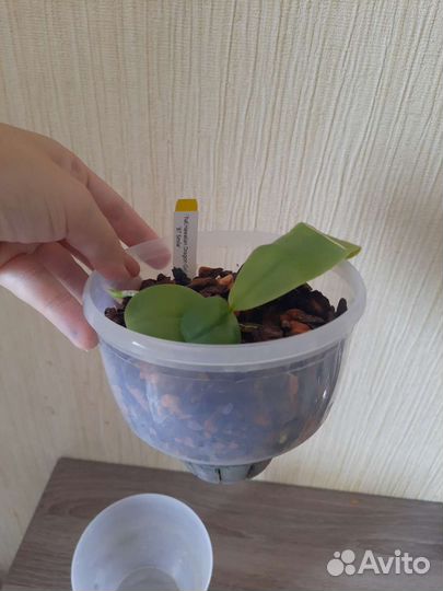 Орхидея фаленопсис Dragon Girl BT Smile