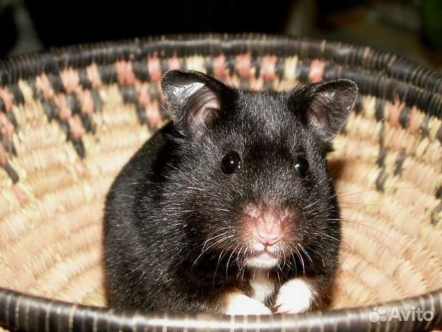 Сирийский хомяк