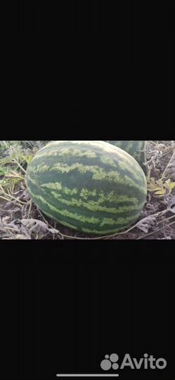 Продажа арбузов