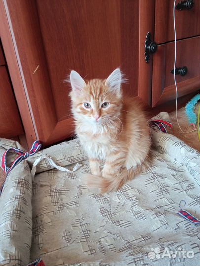 Рыжий котенок мальчик