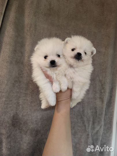 Белые медвежата