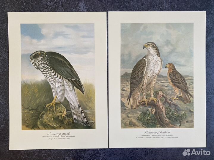 Литография хищные птицы, Германия