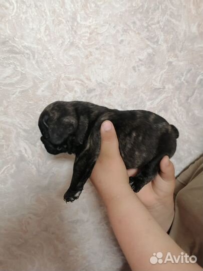 Щенки французского бульдога