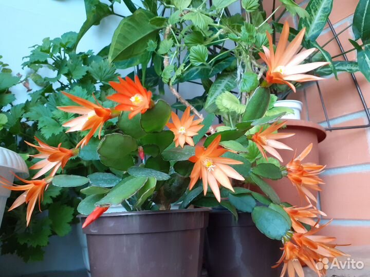 Декабрист Шлюмбергера и Рипсалидопсис