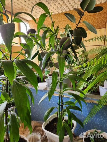 Комнатные цветы или в офис