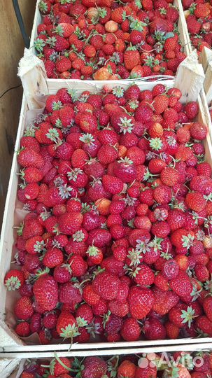 Клубника малина