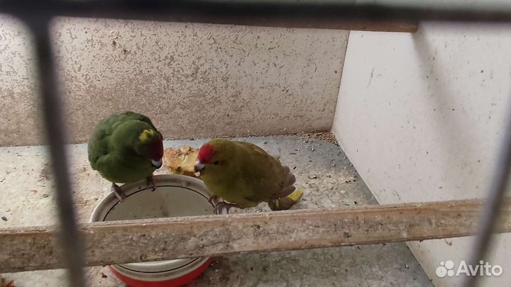 Попугаи разных видов и декоративные птицы