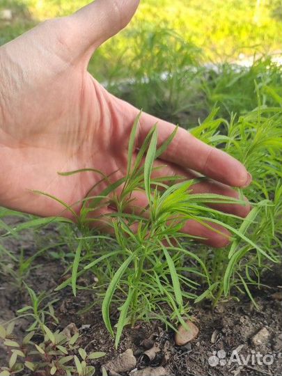 Кохия (ландшафтная ёлочка)