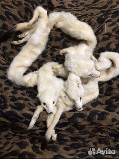 Шарфик горжетка