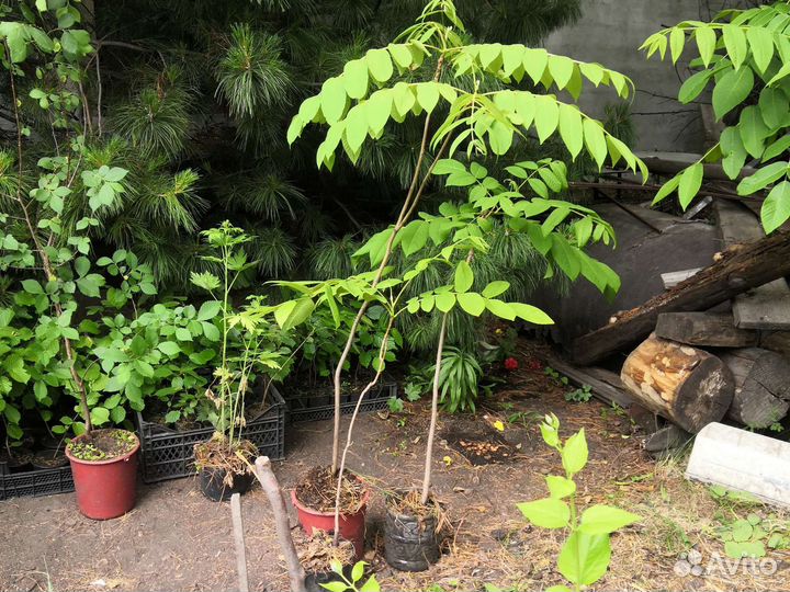 Орех манчжурский