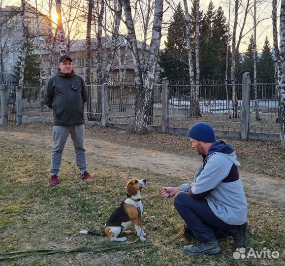 Услуги кинолога