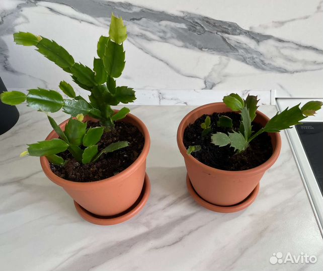 Декабрист шлюмбергера