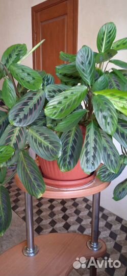 Маранта триколор