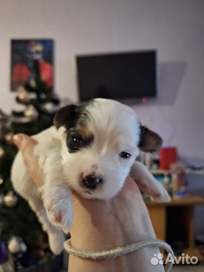 Бивер и биро йорки