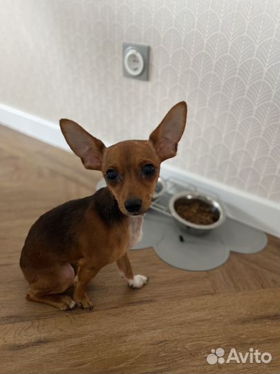 Отдам собаку в добрые руки