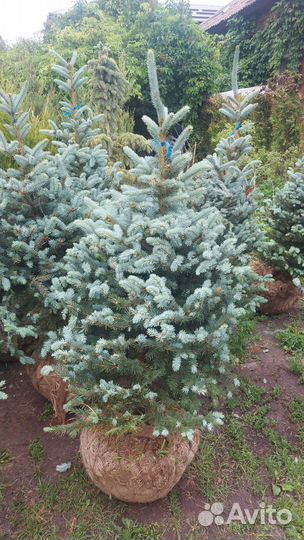 Ель Супер Блю