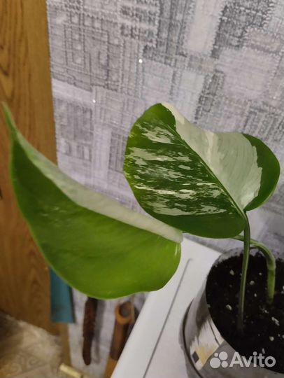 Монстера Альба