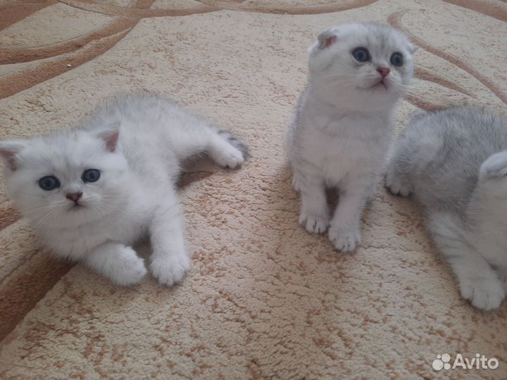 Шотландские котята