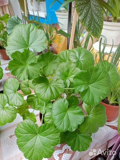 Пеларгония герань