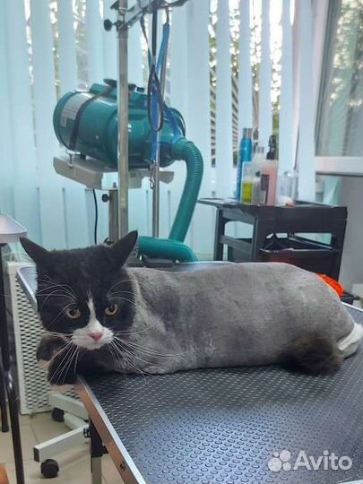 Стрижка собак,груминг