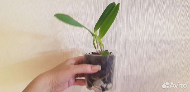 C.(L.) tenebrosa sib